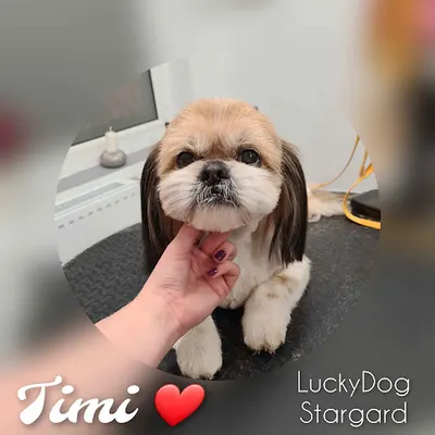 Lucky Dog - Salon Psiej Urody